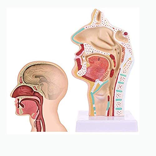 Modelo anatomía educativa, cavidad Nasal anatómica Humana, anatomía Garganta, Modelo médico, Modelo patología Garganta, exhibición enseñanza Escolar, Modelo médico, Herramienta enseñanza, Modelo es