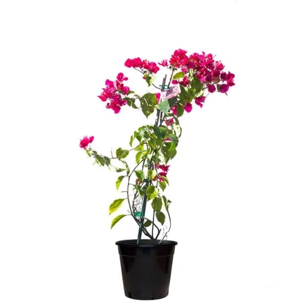 Bougainvillea Planta Exterior - Planta Mediterránea - Flores en Temporada - Buganvilla Natural