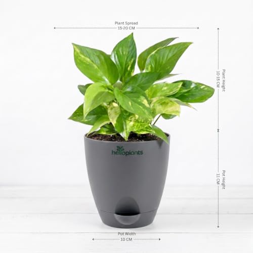 Image of Variegated Money Plant & Aglaonema Pink Valentine Live Indoor 2-Plant Combo in 4-Inch Self-Watering Matte Grey Pots | Vastu Lucky Houseplants for Stylish Home & Office Decor