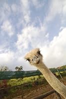 You Wouldn't Want an Ostrich for Your Mama 0757722520 Book Cover