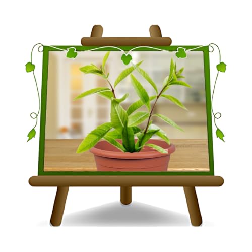 EURO PLANTS VIVAI Erba Cedrina Erba Luigia Verbena Odorosa Aloysia Citrodora - Pianta Aromatica su Vaso da 14