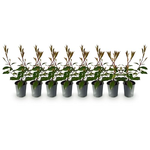 GreenboutiQ - Plantes de haie - Photinia fraseri Red Robin - feuillage rouge vert - 8 plantes - 1 mètre linéaire - persistant - pot 9cm hauteur 30-35cm