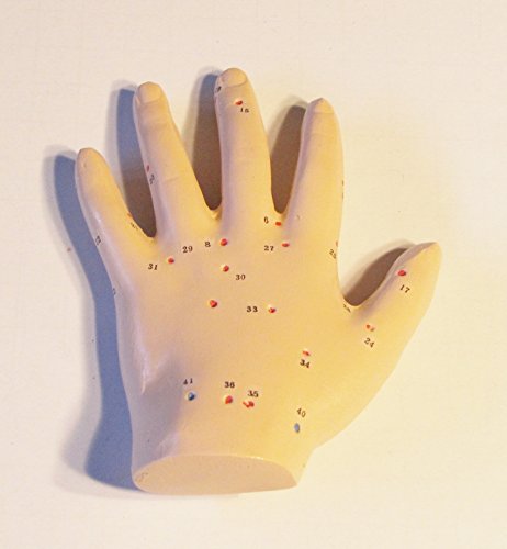 Human Hand Acupuncture Anatomical Model with Acupuncture Points