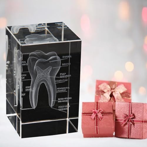 Image of 3D Human Crystal Tooth Model SingleTooth Analysis ModelMedical Dental Education Tool for Educational Science Office Decor Dentists Gifts