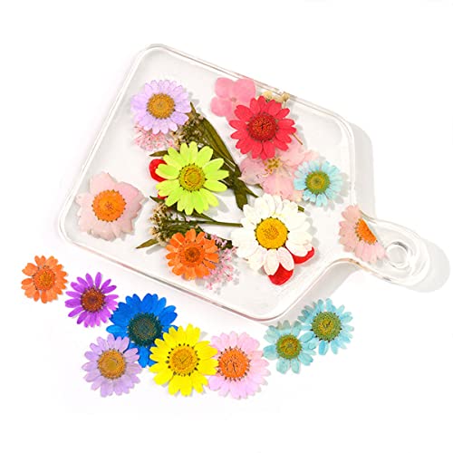 Flor natural prensada seca para manualidades y joyería miniatura 2
