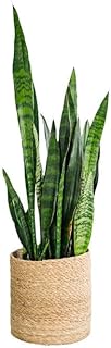 Sansevieria - Coral (75 cm), color negro