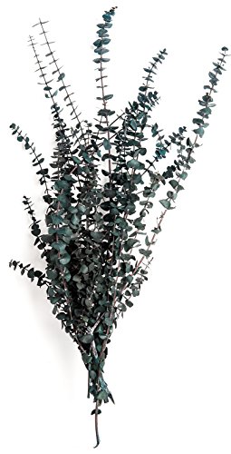 SuperMoss (15200 Dried Flowers - Eucalyptus, Green, 3.5oz SuperMoss (15200 Dried Flowers - Eucalyptus, Green, 3.5oz