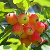 Crabapple Tree Live Plant 6 to 10 Inch Tall, Crabapple Plant Live Well Rooted Starter Plant Zones 4 to 9