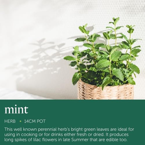 Large Mint Herb Plant in 14cm Pot – Upright, Bushy, Fresh Mint for Cooking, Drinks & Garden Growing – Easy to Grow Perennial