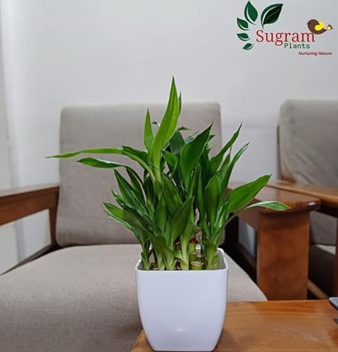 Image of SUGRAM PLANT Two Layer Lucky Bamboo In Plastic Pot (Combo of 4) For Living Room or Office Table | Indoor Plants For Good Luck And Air Purification