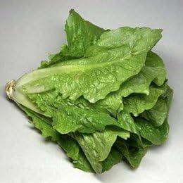 Organic Paris Island Romaine Lettuce - 1/16oz. Bulk Vegetable Seed