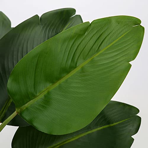 Review de Planta ave del paraiso precio disponible en línea. 27 Imagen adicional