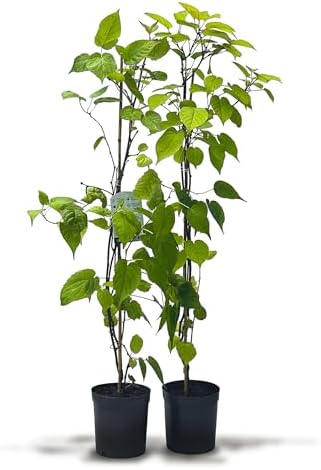 's Siberian Kiwi Duo – 2 plantas de kiwi (Actinidia kolomikta) ma...