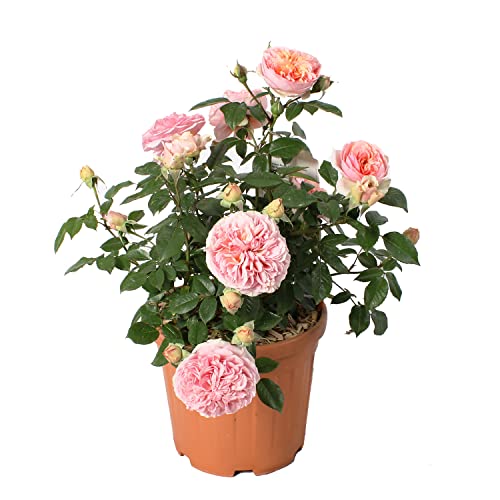 Kentis - Pianta Di Rosa Chippendale ® Tantau - Piante Vere Fiorite Da Esterni - Pianta Decorativa Da Giardino - Vaso Da Coltura 6 Lt
