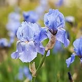 schwertlilien umpflanzen Iris ist zur Ansicht verfügbar und hat ein elegantes Blumenaroma und wird weithin kultiviert.