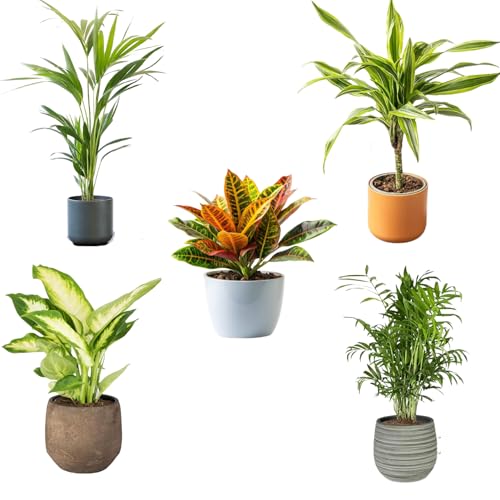 Pack de 5 Plantas Naturales de Interior : Croton + Dieffenbachia + Palmera Areca + Dracaena Lemon lime - Chamadorea Ø12 cm Alto 30-40 cm, Decoración del Hogar (No incluye Maceta de cerámica)