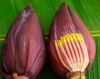 Fresh Banana Blossoms, Banana Flower, 2 Count