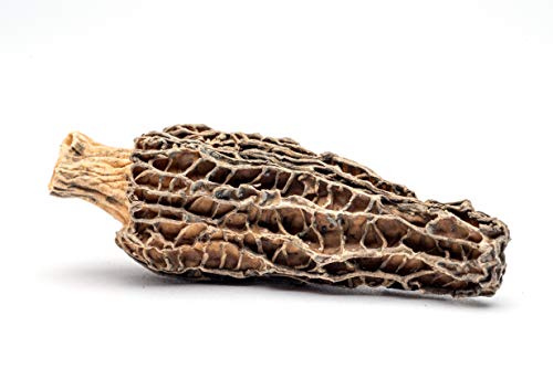 Slofoodgroup Dried Morel Mushrooms (Morchella Conica) Gourmet Morel Mushrooms ( 1.8 oz Dried Morels) - Thumbnail 6