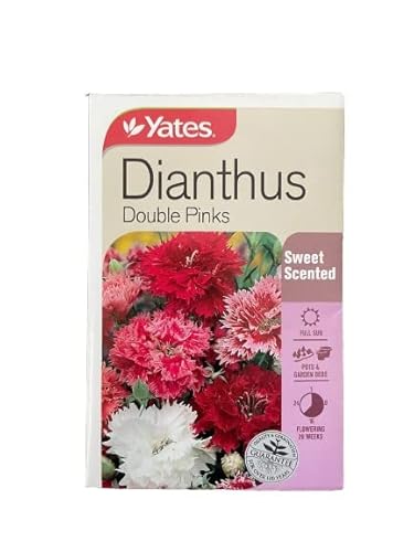 Yates Double Pink Dianthus Seed, 145 Count