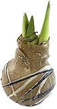 Fangblatt - WAX Amaryllis Rembrandt (braun) - gewachste Amaryllis Ø ca. 12 cm - Blumenzwiebel ohne Gießen als Dekortaion für Ihr Zuhause