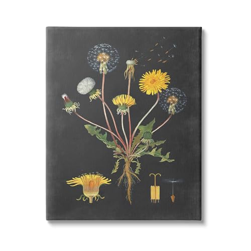 Botanical Dandelion on Black, 30 x 40 Inch Canvas Wall Art