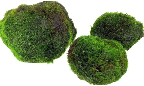 AquaBreedingSkill – Große Größe 4–5 cm – Set aus 3 Marimo Moosbällen – Lebende Aquariumpflanze - Natürlicher Biologischer Filter Umweltfreundliche Dekoration für Garnelen und Fisch