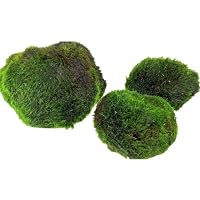 AquaBreedingSkill – Große Größe 4–5 cm – Set aus 3 Marimo Moosbällen – Lebende Aquariumpflanze - Natürlicher Biologischer Filter Umweltfreundliche Dekoration für Garnelen und Fische
