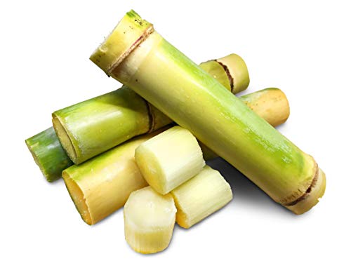 Fresh Sugar Cane (15lb)