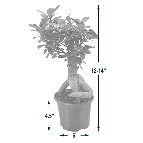 Image of Arcadia Garden Products LV62 Ginseng Ficus Live Indoor Bonsai Plant in 6 in. Plastic Grower Pot, 6 Inch, Green *Sold By Amazon and Arcadia Garden Products*