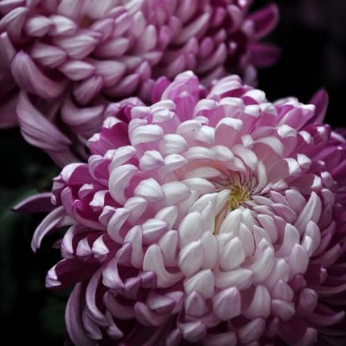 Chuxay Garden Light Purple White Chrysanthemum Flower Seed,Mums,Chrysanths 100 Seeds Decor Garden Striking Landscaping Plant Attract Butterflies And Bees #TOP2