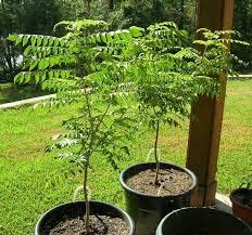 Mphmi Curry Leaves, Kadi Patta, Murraya koenigii, Meetha Neem - Plant (Plant Height 4 Inches, Pack of 1 Curry Leaves Plant) (B08SWKL7VH) Amazon Price History, Amazon Price Tracker