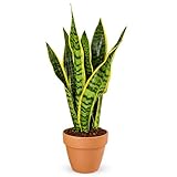 i giardini di giulia - lingua di suocera - pianta da interno facile da curare, sansevieria trifasciata laurentii - altezza ca. 40 cm, diametro del vaso 13 cm, pianta vera (in vaso di terracotta)