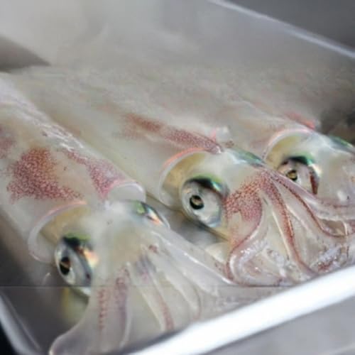 イカ 活きイカ 姿造り 2セット 超!!瞬間冷凍 萩 割烹千代 烏賊 いか |HG001017