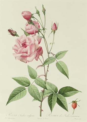 Lienzo decorativo para pared que inspira paz con la elegancia botánica vintage de 60x90cm