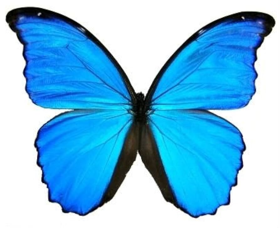 Amazon.com: Butterfly Utopia Giant Blue Morpho didius Framed