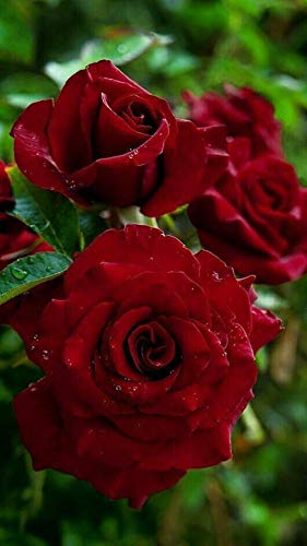 Royal Paradise Garden"Berry Red" Rose Flower Plant Home Garden Plant 1 Grafted Rose Live Plant (B07RF61ZGJ) Amazon Price History, Amazon Price Tracker