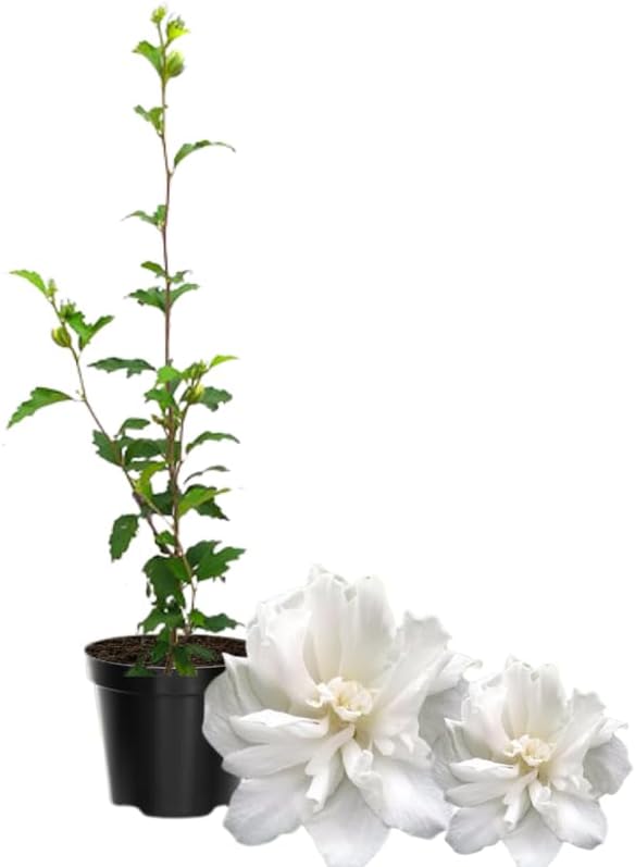 Arbusto de rosa blanca de Sharon, arbusto de hibisco resistente bien arraigado de 7-13 pulgadas de alto con flores de verano para paisaje al aire