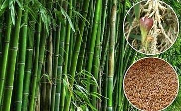 VS Products Bamboo Rice, 4kg, Mulayari, Moongil Arisi, Moongil Rice, Mulayarisi, Rich in Nutrients and Fiber, Bamboo Chawal, Bamboo Arisi, 4kg 3