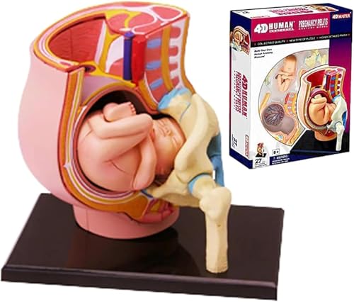 Modèle pelvis pregnancy 4D pour ateliers scientifiques enfants - 8