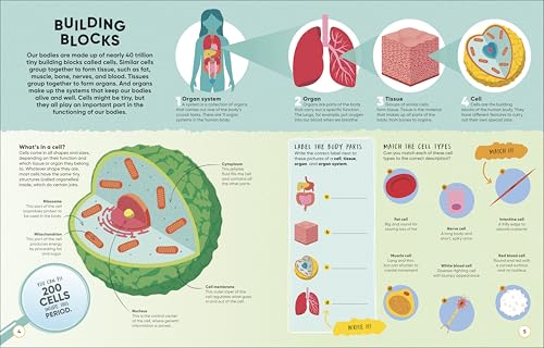 Brain Booster Human Body: Over 100 Mind-Boggling Activities that Make Learning Easy and Fun (DK Brain Booster) - Image 2