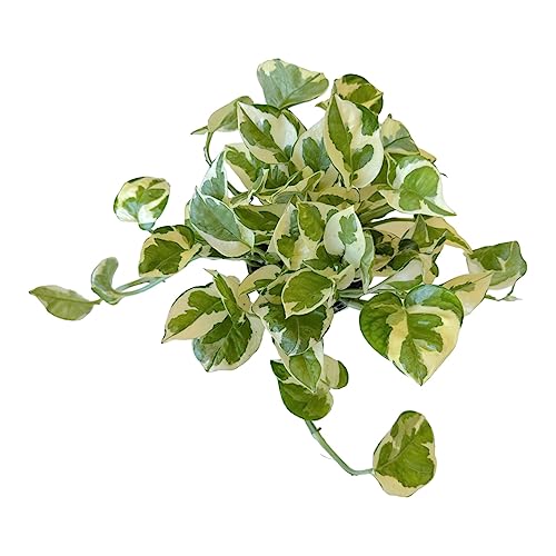Pothos N’joy Live Indoor Plant, 4 Inch Pot - Hopewind Plants Shop #TOP5