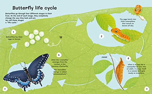 All About Insects: An Illustrated Guide to Bugs and Creepy Crawlies (All About Nature) - Image 2