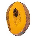 OKUMEYR Esemplare Di Insetto Di Cicala Ornamento Di Decorazione Per Casa Collezione Di Oggetti