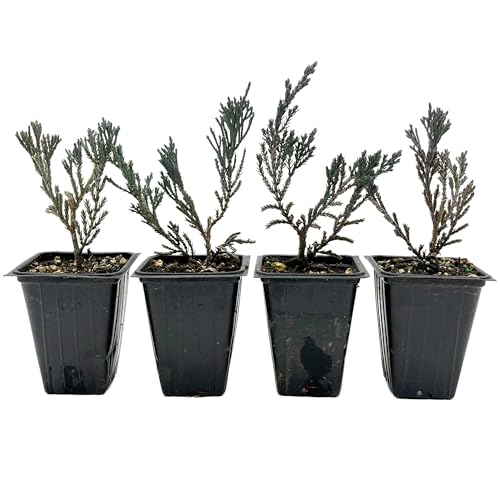 4 Bar Harbor Juniper – Low-Growing Evergreen Conifer Groundcover Shrub with Purple Winter Color for Hedges & Borders (Juniperus horizontalis ‘Bar Harbor’) in 3.5″ Cubes, Live Plants