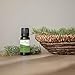 Plant Therapy Balsam Fir Essential Oil 10 mL (1/3 oz) Fresh Forest Scent, 100% Pure, Undiluted, Therapeutic Grade