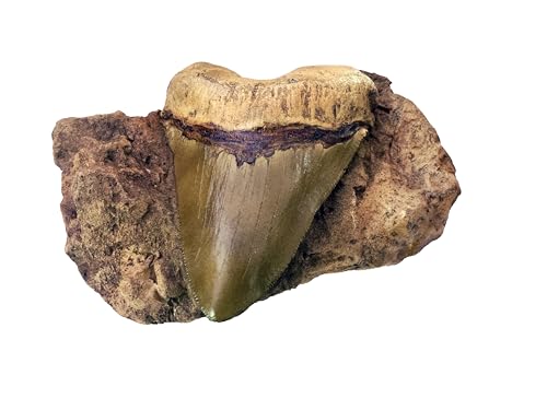Image of Megalodon Tooth in Matrix Replica - 7.3 inch Plaque | Carcharocles Megalodon Fossil Cast
