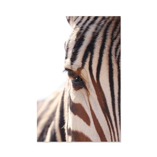 Oeuvre d'animal zèbre de qualité supérieure portrait sur toile moderne FLUCK 70x110cm