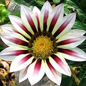 200 pz Colori Rari Gazania Girasole Medaglia Specie Crisantemo In vaso Fiori freschi Semi In Piante in vaso Semi di crisantemo:Semillas