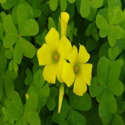 100pcs Yellow Oxalis Flower Seeds