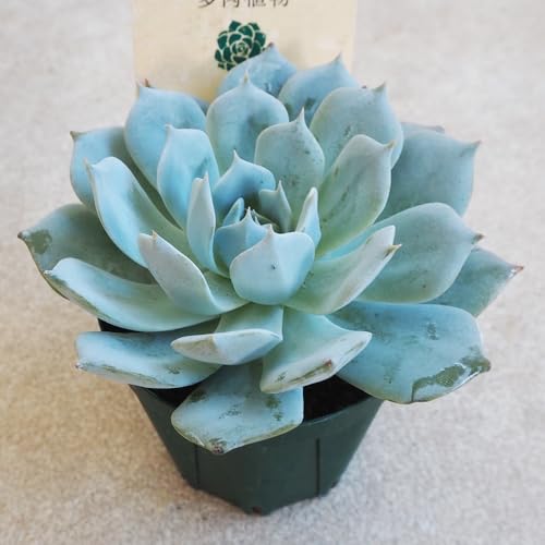 �h�s�`�m�r�d �����A�� �u���[�o�[�h 2.5�� 1����y�i��őI�ׂ鑽���A���z�w���FEcheveria 'Blue Bird'/�x���P�C�\�E�ȃG�P�x���A�� ���ϊ��������A��/����^�C�v�F�t�H�^���������H���L���Ă��邩�̂悤�ȑ��p�����O�̗R���B�H�ɂȂ��